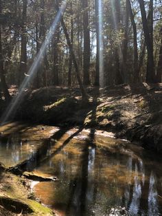 the sun shines brightly through the trees above a stream that runs through a wooded area