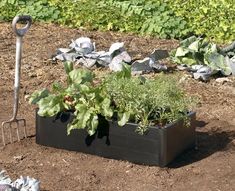 there are many different plants growing in the garden, including lettuce and carrots