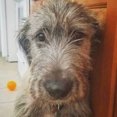 a close up of a dog near a door