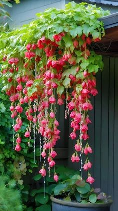 pink flowers hanging from the side of a house