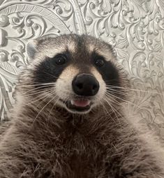 a raccoon sticking its tongue out in front of a silver wallpapered background