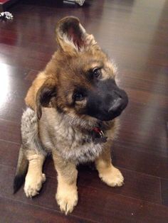 a brown and black dog sitting on top of a wooden floor