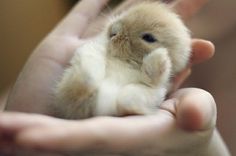 a person holding a small brown and white bunny in their hands with the other hand