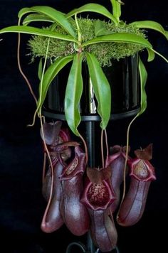 an arrangement of flowers hanging from a black lamp shade with green leaves on it, in front of a dark background