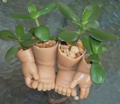 there are three small plants growing out of clay pots