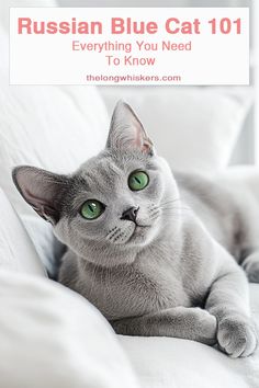 a gray cat with green eyes laying on a white bed and text russian blue cat 101 everything you need to know