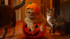 two cats standing next to each other near a pumpkin