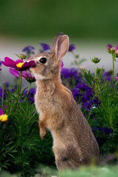 a rabbit standing on its hind legs in front of purple flowers and yellow daisies