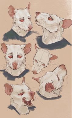 several drawings of different types of dogs'heads