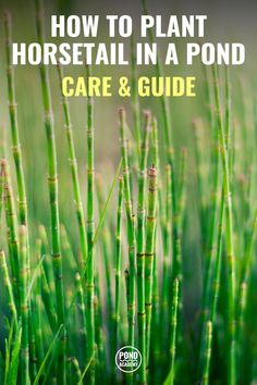 green grass with the title how to plant horsetail in a pond care and guide