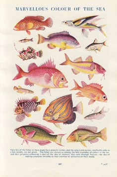 an old book with many different colored fish on it's cover, and the title marvelous color of the sea