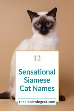 a siamese cat with blue eyes sitting in front of a sign that says sensation siamese cat names