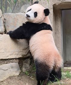 a panda bear sitting on top of a stone wall