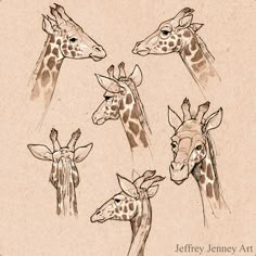 four giraffes are shown in this drawing