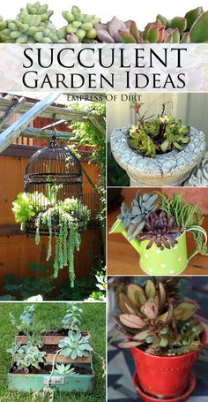 succulent garden ideas for the outdoors