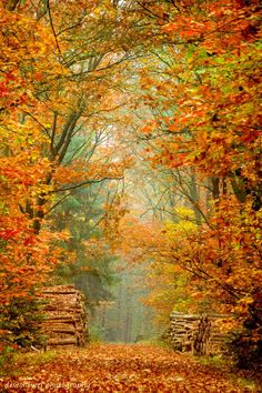 an empty road surrounded by trees with leaves on the ground and fallen leaves all around