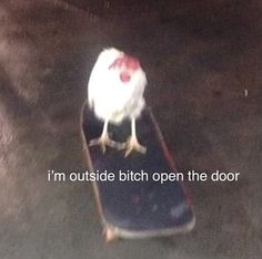 a chicken is standing on top of a skateboard