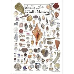 an illustrated poster with shells and other sea creatures on it's side, including the names