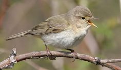 a small bird sitting on top of a tree branch