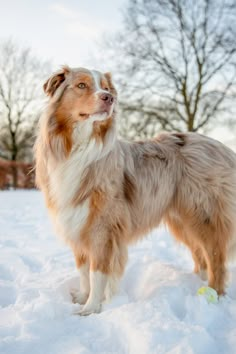 a brown and white dog standing in the snow