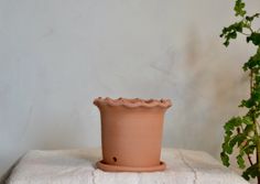 a potted plant sitting on top of a white towel