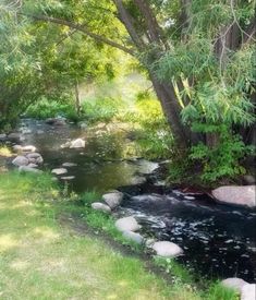 a stream running through a lush green forest filled with rocks and grass next to trees