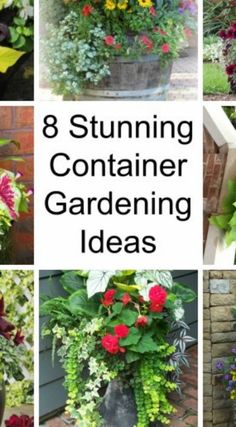 the images show different types of flowers and plants that are blooming in potted containers