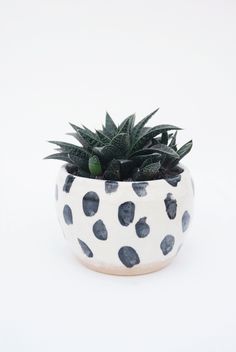 a potted plant sitting on top of a white table