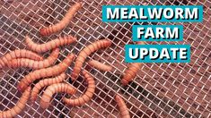 some brown worms on a metal grate with the words mealworm farm update over it