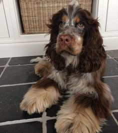 a brown and white dog sitting on top of a tile floor next to a door