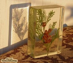 a glass block with some plants in it