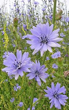 some purple flowers are growing in the grass