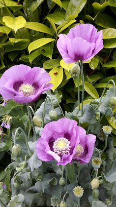 purple flowers are blooming in the garden