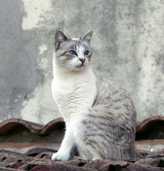 a gray and white cat sitting on top of a roof next to a building wall