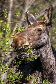 a brown horse eating leaves from a tree