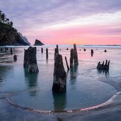 the beach is covered in old stumps as the sun sets