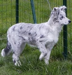 a grey and white dog standing in front of a green wire fence on the grass