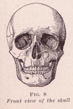 a drawing of a human skull with the caption frg s front view of the skull