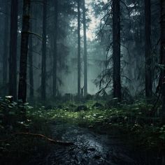 a forest filled with lots of tall trees and green grass next to a small stream