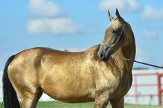 a brown horse standing on top of a lush green field