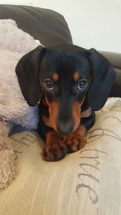 a black and brown dog laying on top of a couch next to a stuffed animal