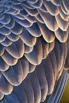 the back side of a large bird's feathers