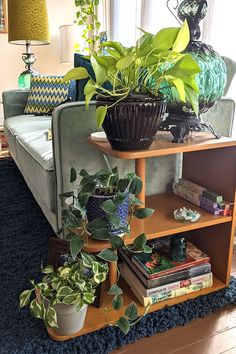 a living room filled with furniture and lots of green plants on top of bookshelves