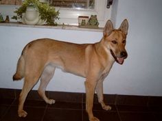 two dogs standing next to each other in front of a white wall and brown tile floor