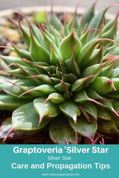 a close up of a plant with text overlay that reads, grapevinea silver star care and propagation tips