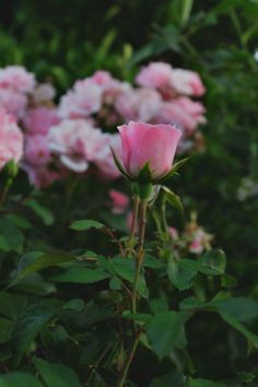 pink roses are blooming in the garden