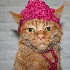 an orange cat wearing a pink crochet hat on top of it's head