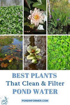 the best plants that clean and filter pond water in your yard or garden are easy to grow