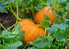 two orange pumpkins growing in the grass