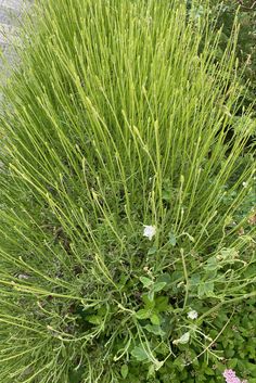 some very pretty green plants by the side of the road